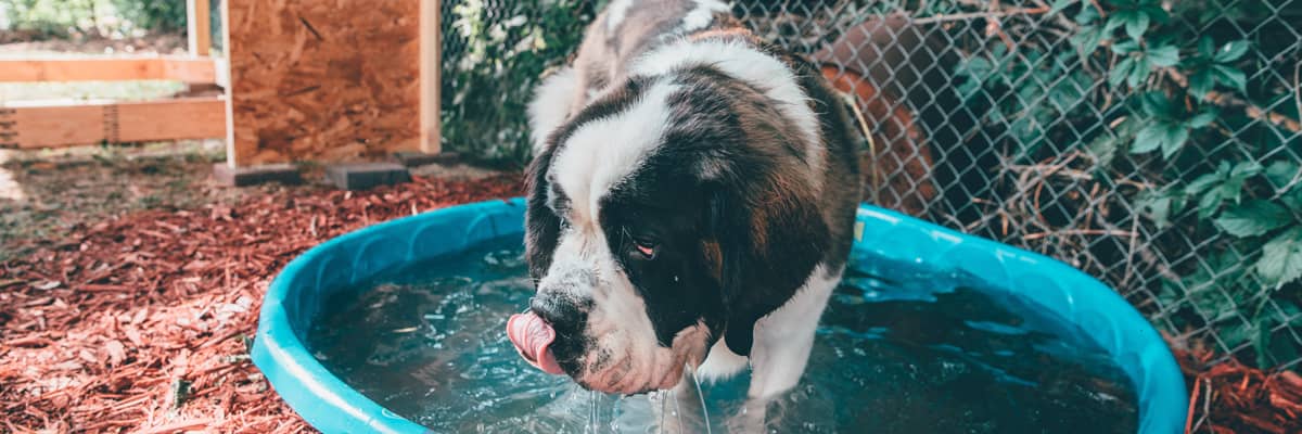 Dog Wash