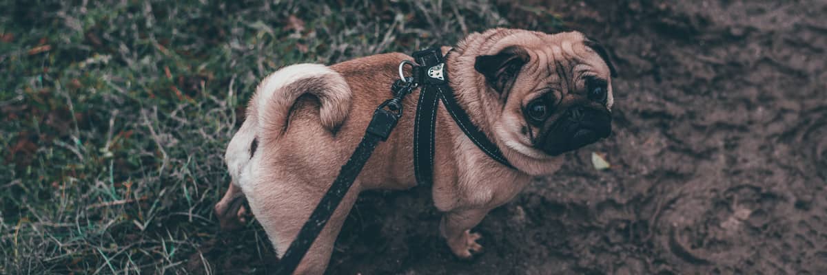 Dog Walking Service